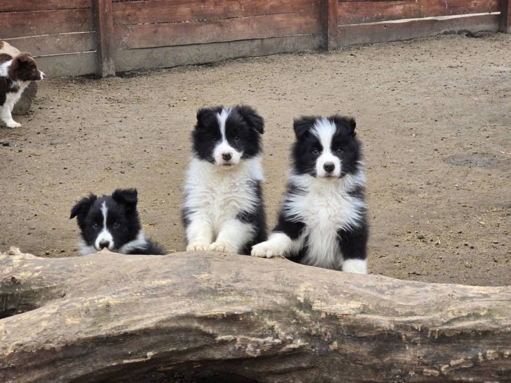 Border Collie fajta tiszta kölykök eladók