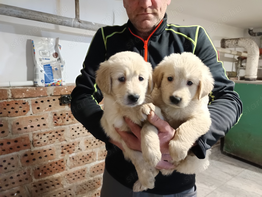 Golden retriever kiskutyák 