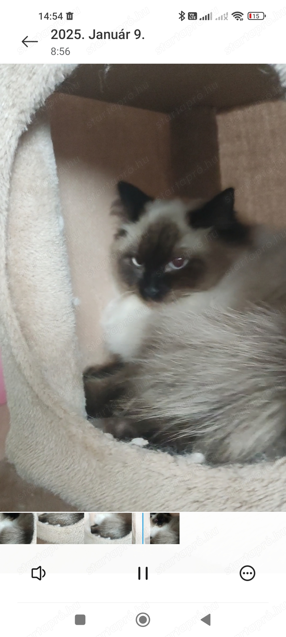 Ragdoll cica macska elado