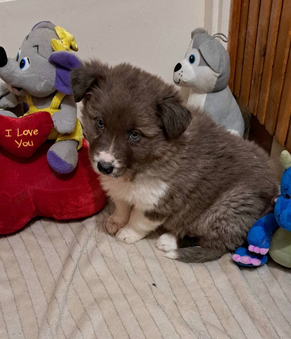 Border collie kutyusok