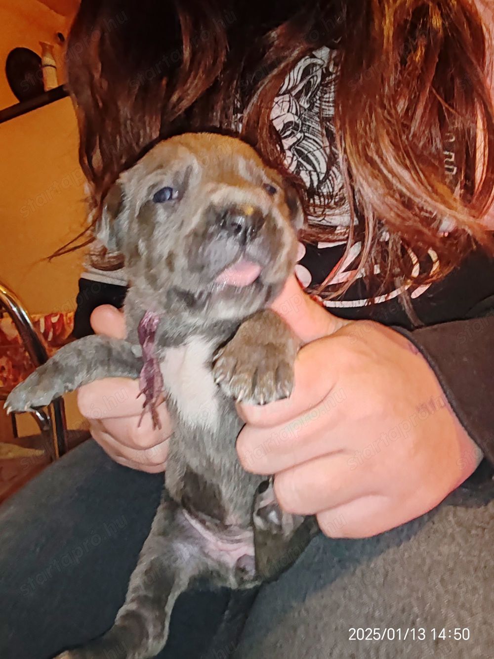 Cane corso babák előjegyezhetők,foglalhatók