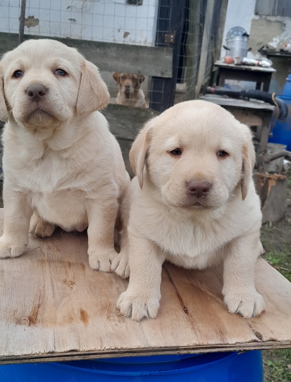 Zsemleszínű labrador kiskutyák eladók