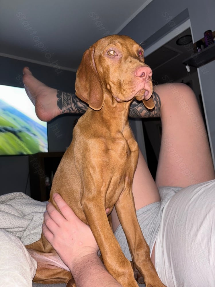 Magyar vizsla