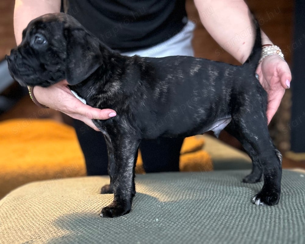 Cane Corso törzskönyves kuskutyák