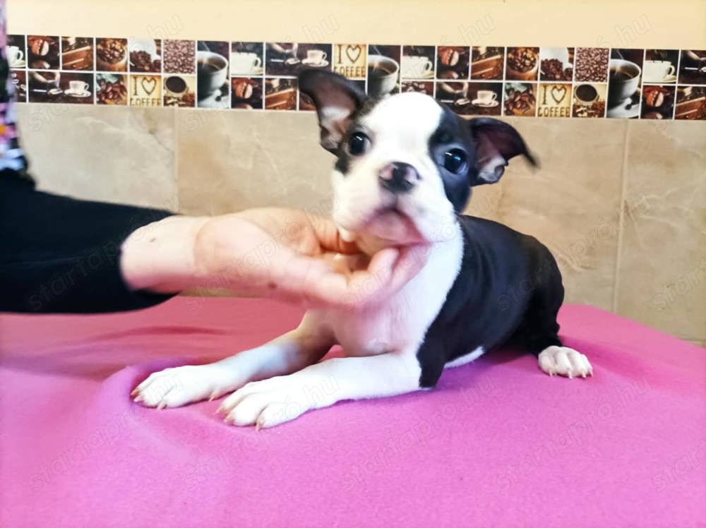 FCI Törzskönyves boston terrier szuka kiskutya eladó