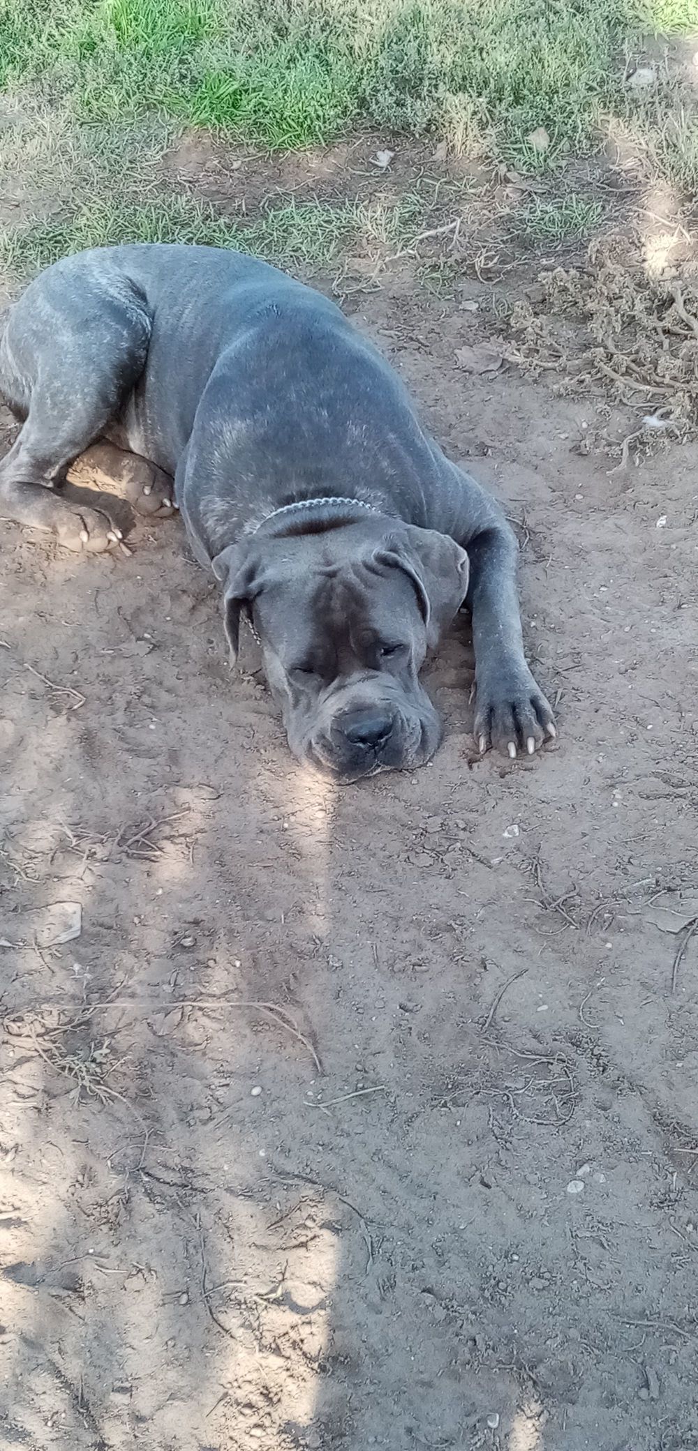 Cane Corso Fedezes vállalok!!