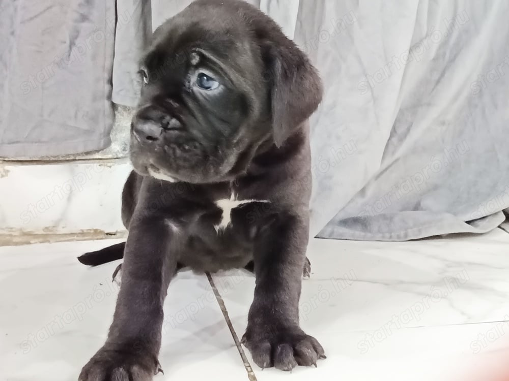 Cane corso kiskutyák foglalhatók 