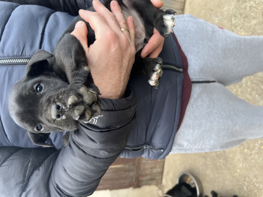 Cane Corso szuka kolyok kutyus 