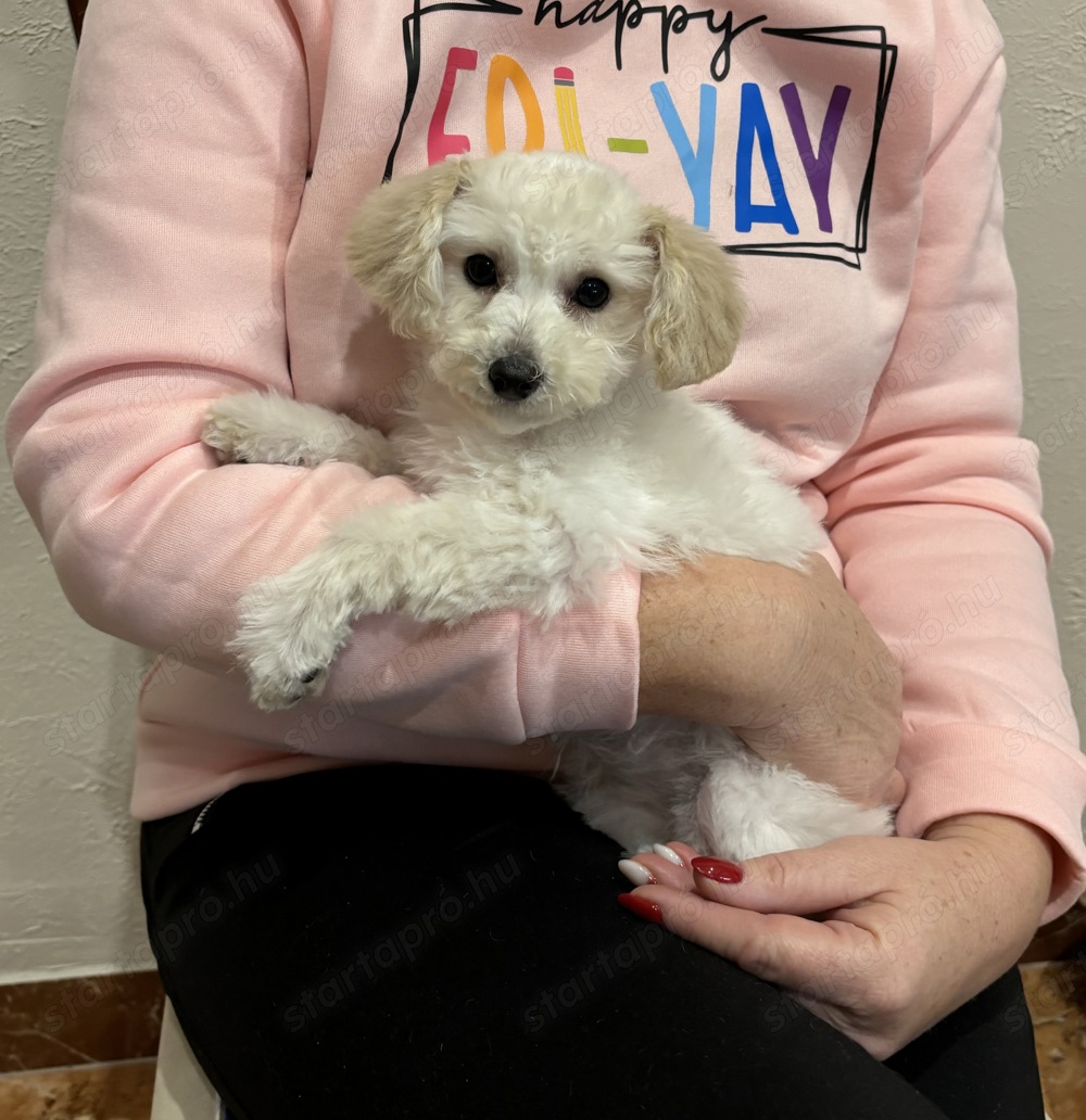 Maltipoo csodás kislány baba Toy uszkár apától 