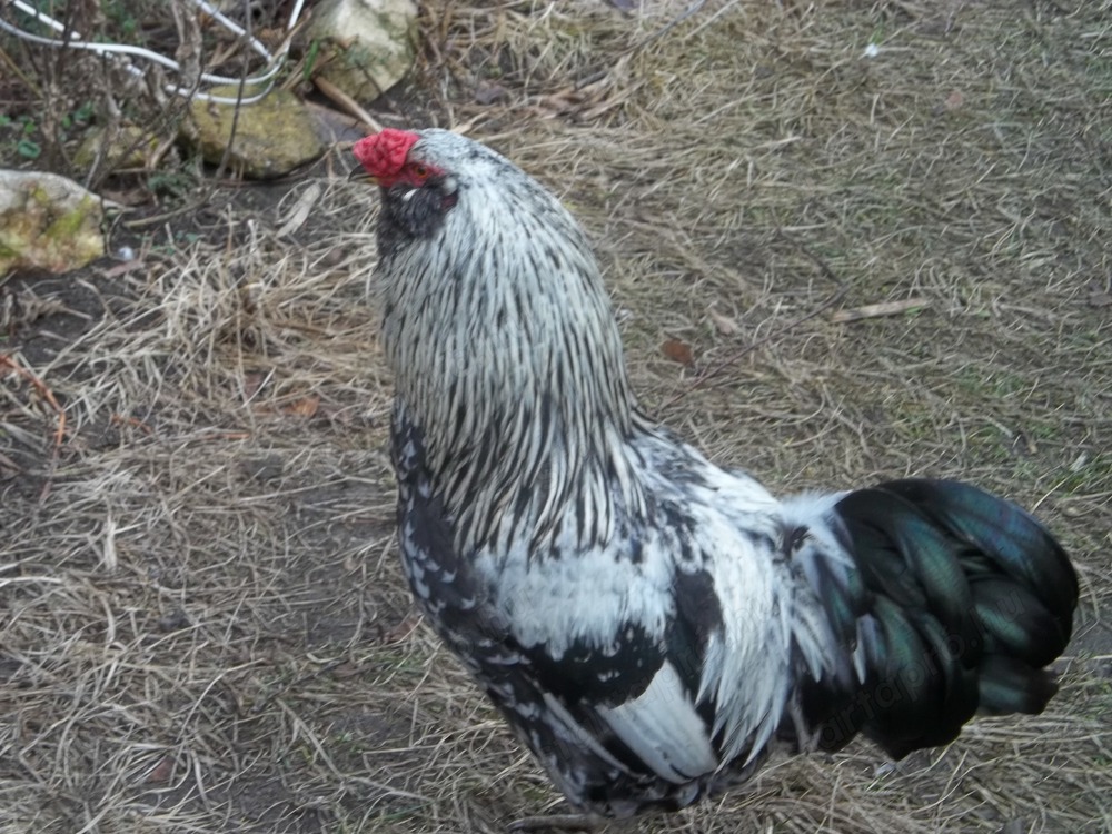 Szárnyasok vegyesen kaphatók