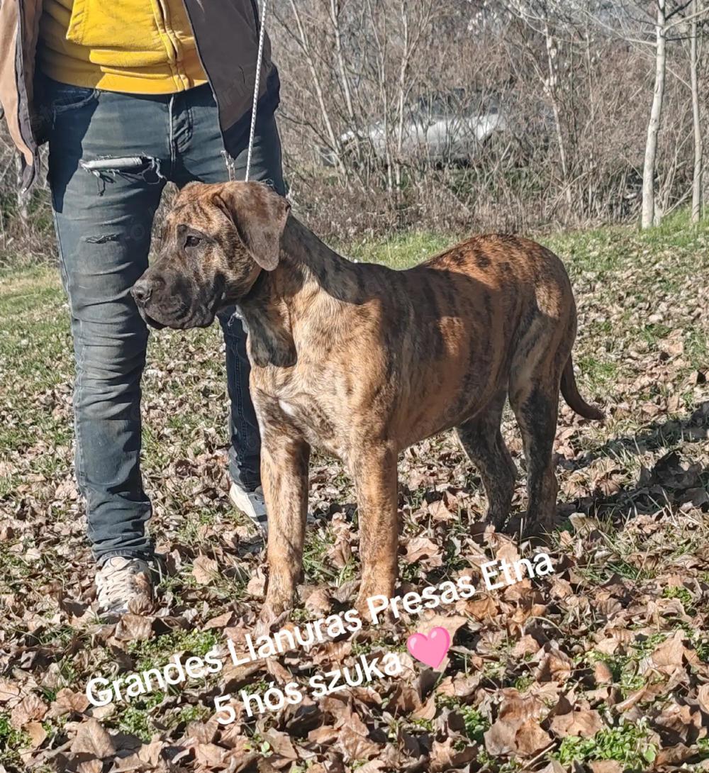 Presa Canario - Kanári Szigeteki 