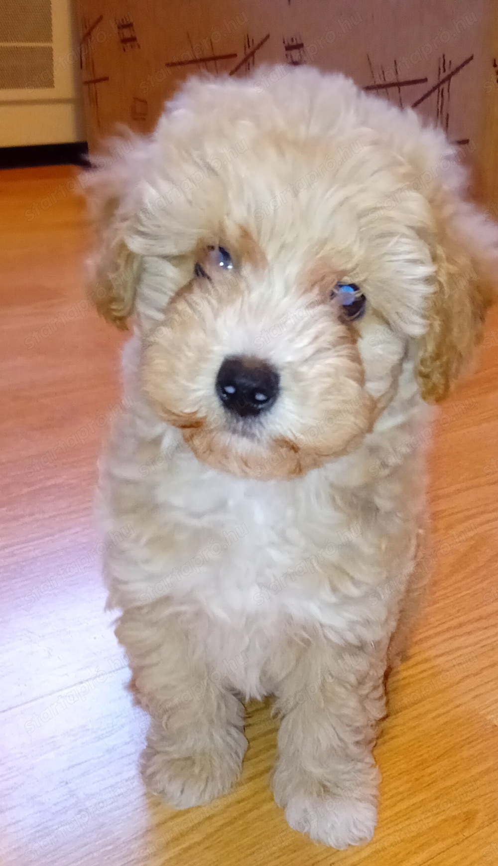 Maltipoo kiskutya 