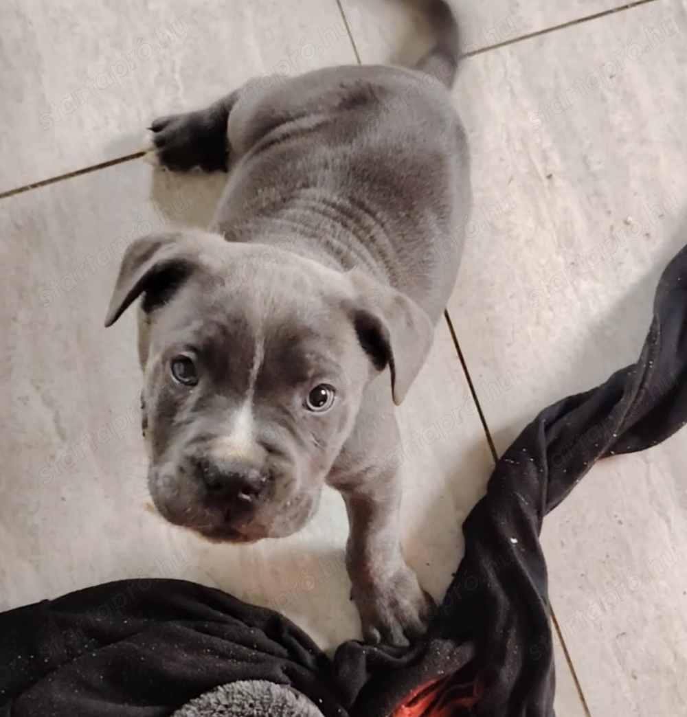 Cane corso kölyök eladó 