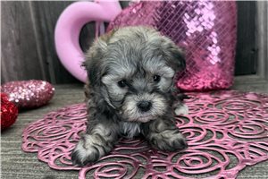 Bishon Havanese kan kölykök eladók 