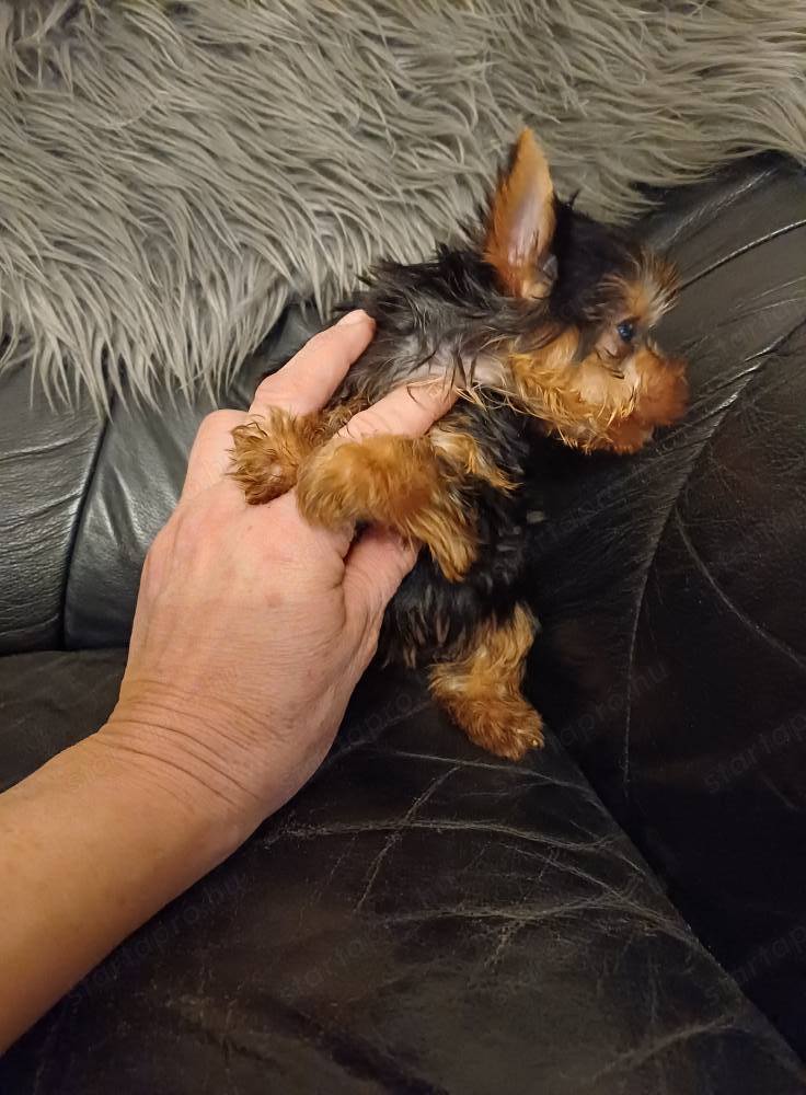 Igazán minike yorkshire terrier babák eladók