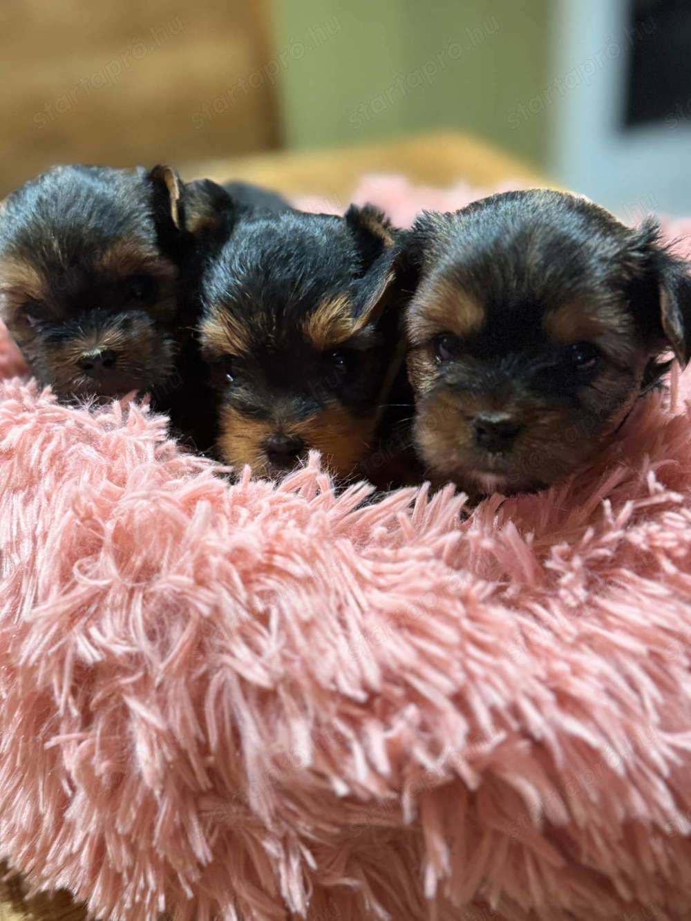 Yorkshire terrier mini kislányok.