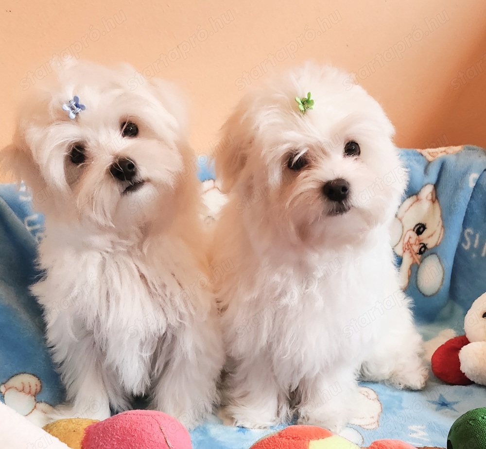 Gyönyörűszép minőségi hófehér Bichon Havanese kiskutyák eladók .