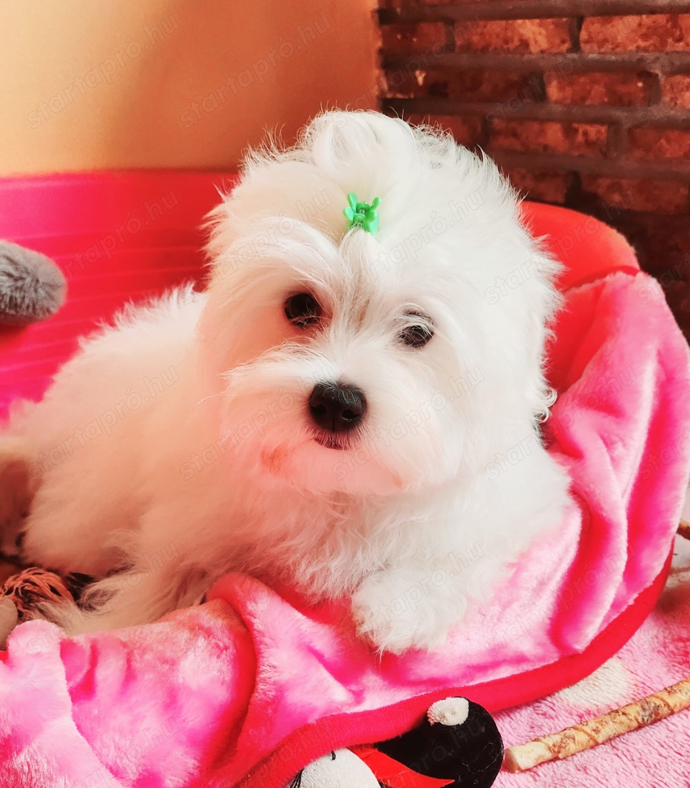 Törzskönyvezett szülőktől gyönyörű szép Bichon Havanese kiskutyák eladók 