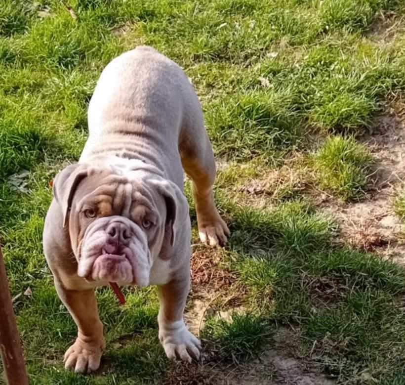 Eladó, fajtatiszta, , gyönyörű extrém lila -ten Angol bulldog ivaros kan ! Minden kötelező 