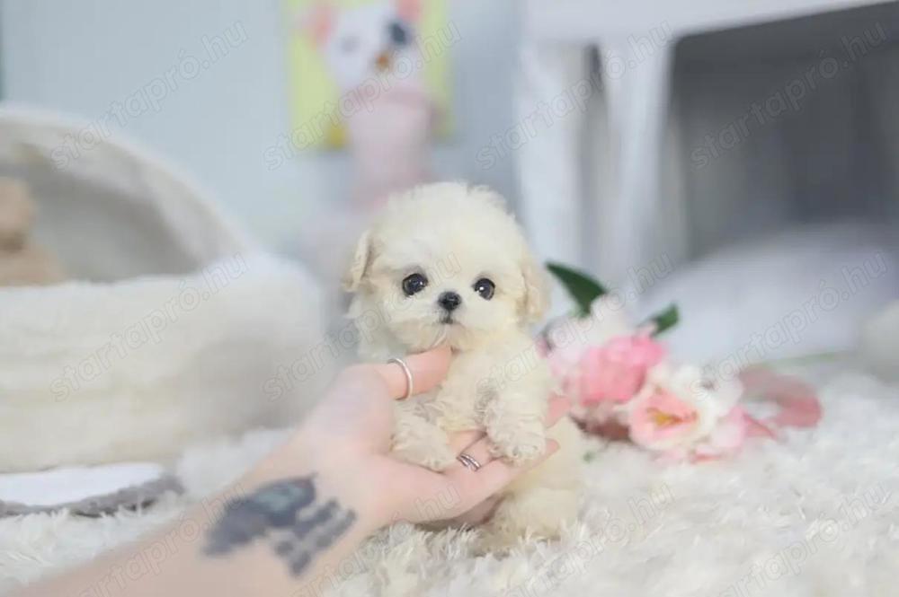 Extra mini Maltipoo kiskutyák eladók 