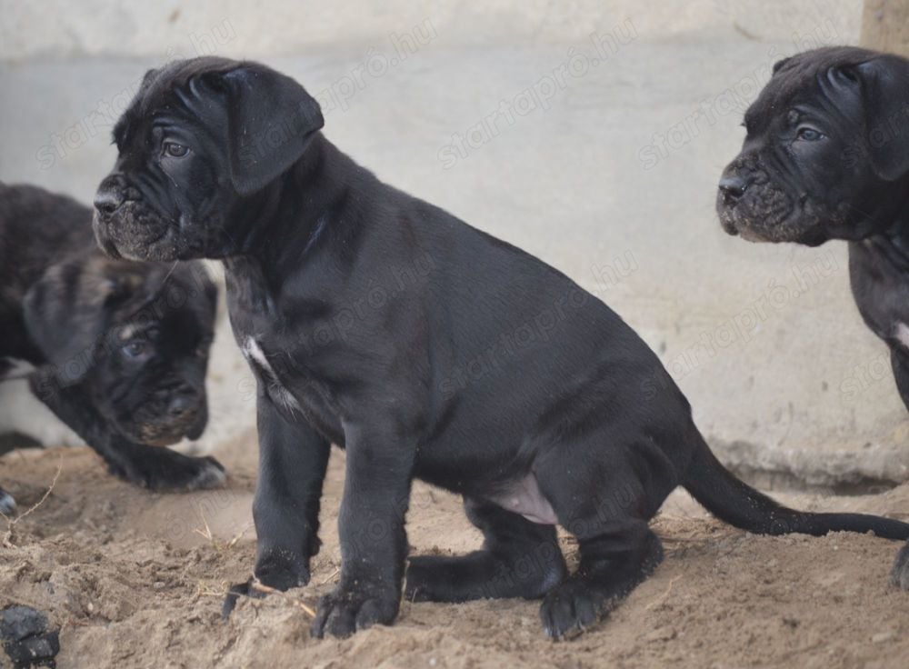 Cane Corso kölykök 