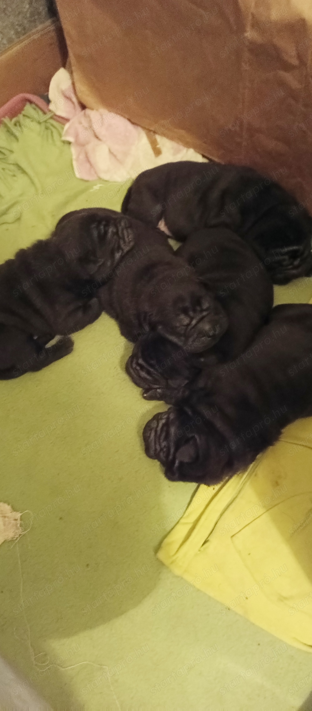 shar pei kiskutyák