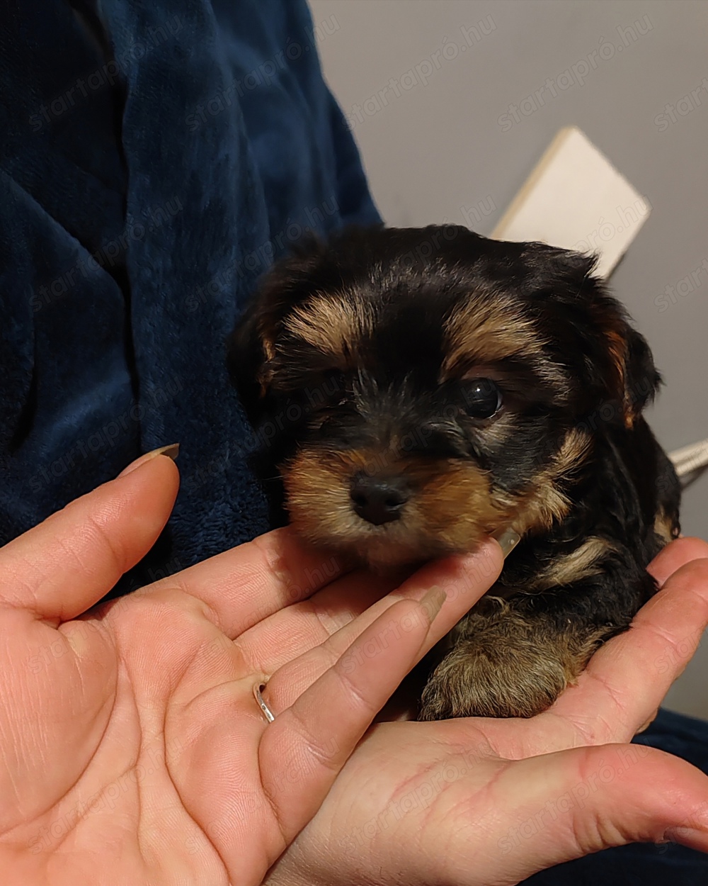 Yorkshire terrier 