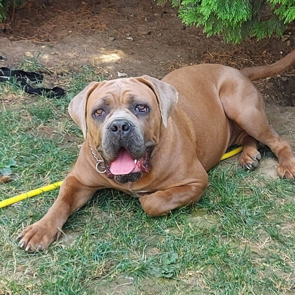 Cane Corso szuka