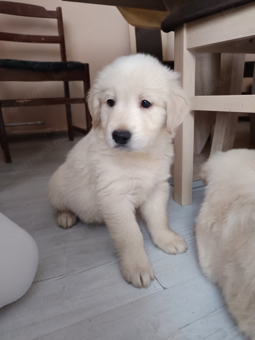 Golden retriever kan kiskutya