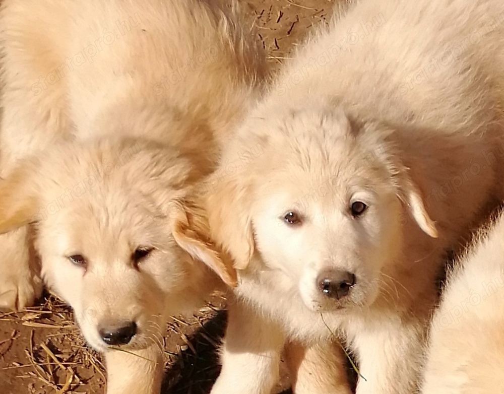 Golden retriever kölykök 