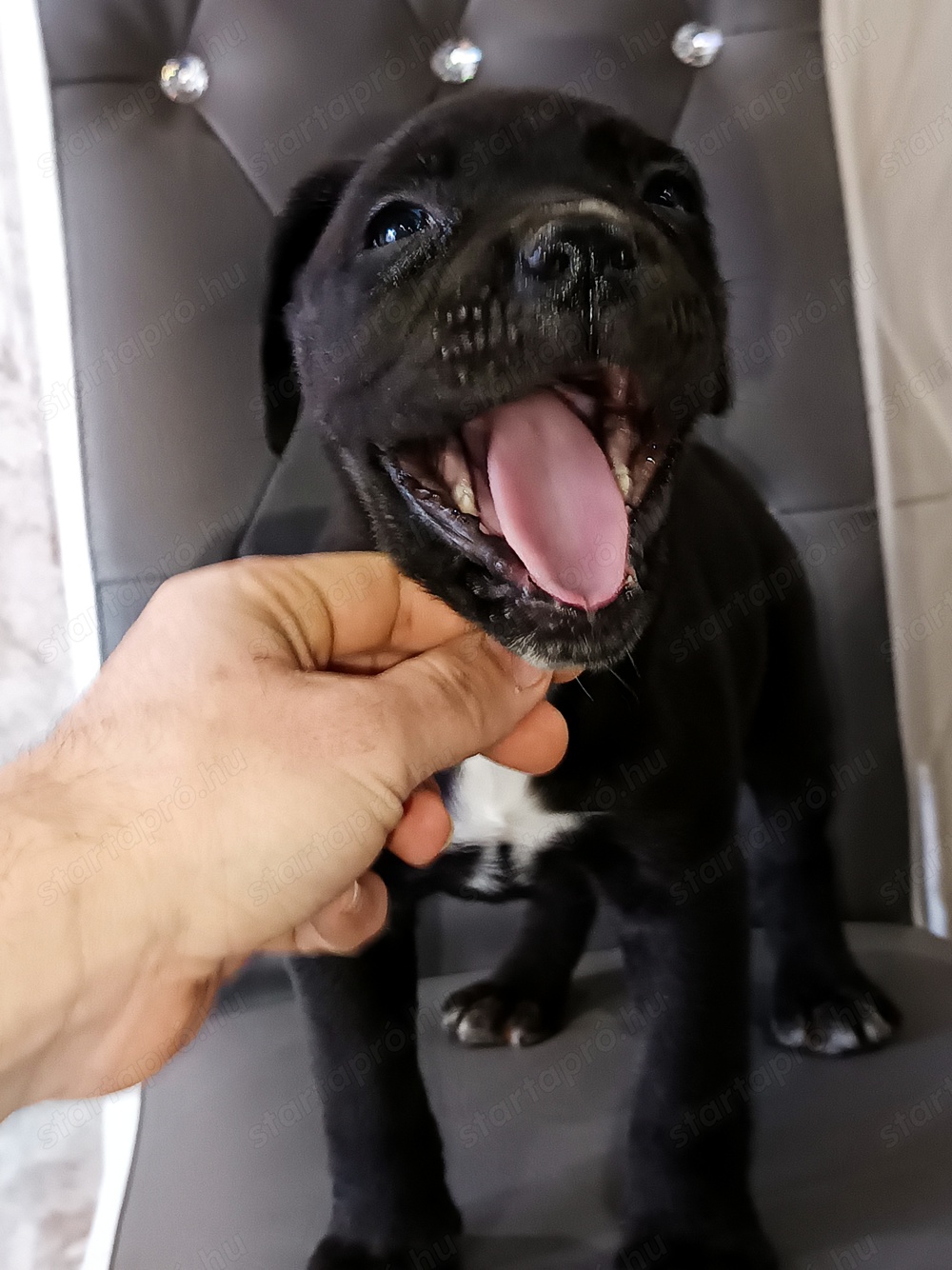 Cane corso kislány 