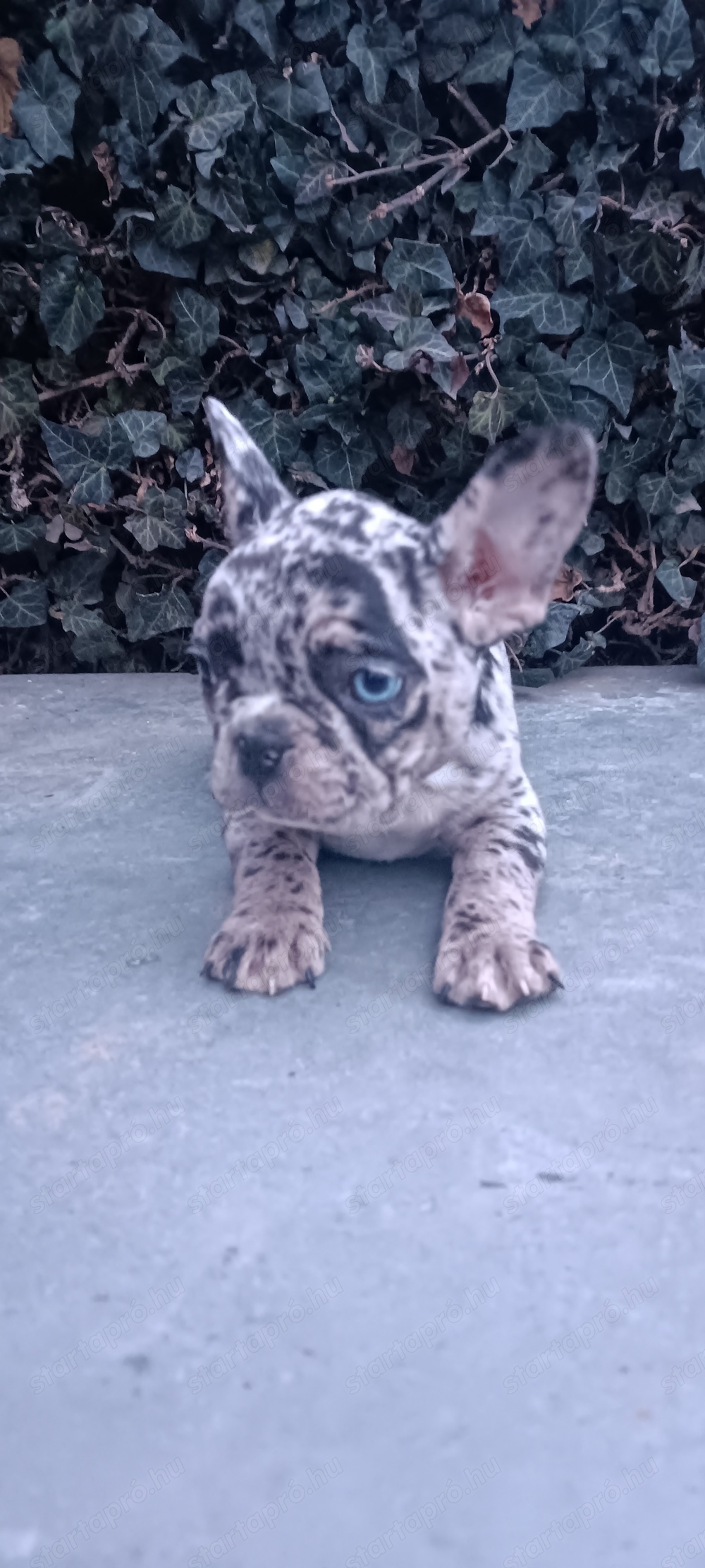 Francia bulldog