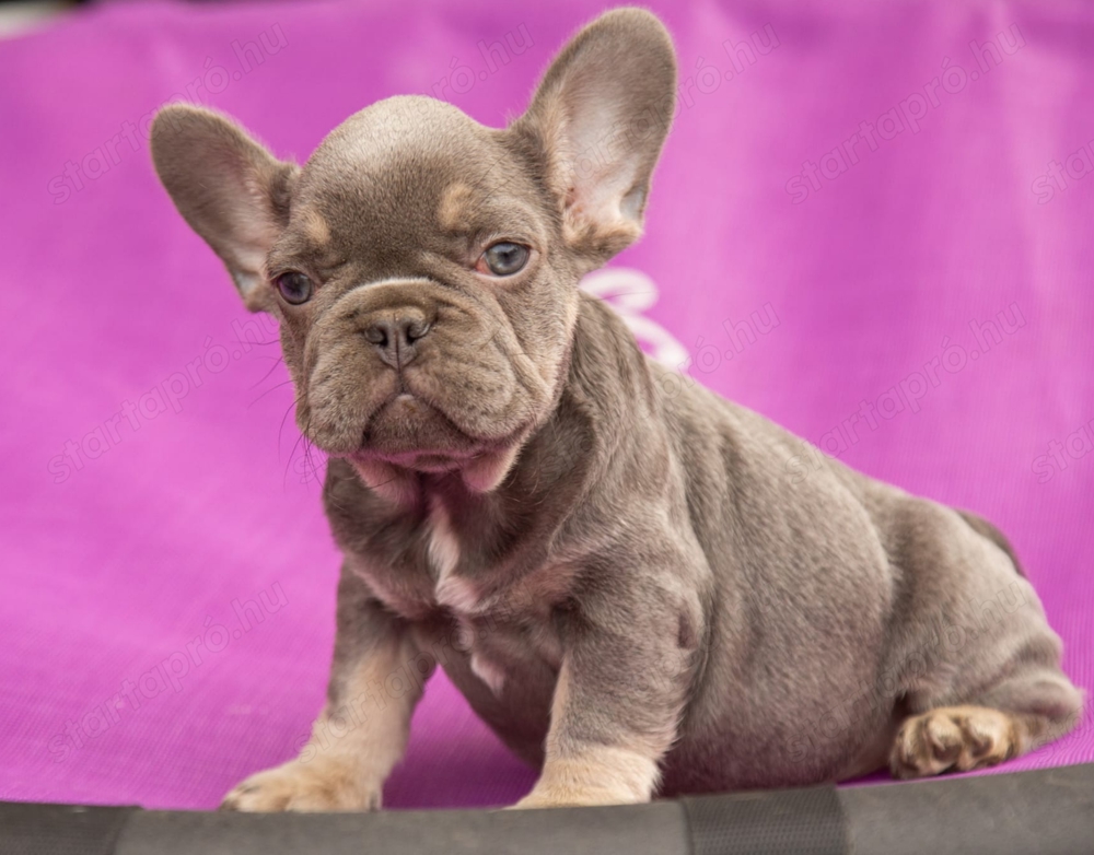 francia bulldog eladó minőségi kiskutyák 