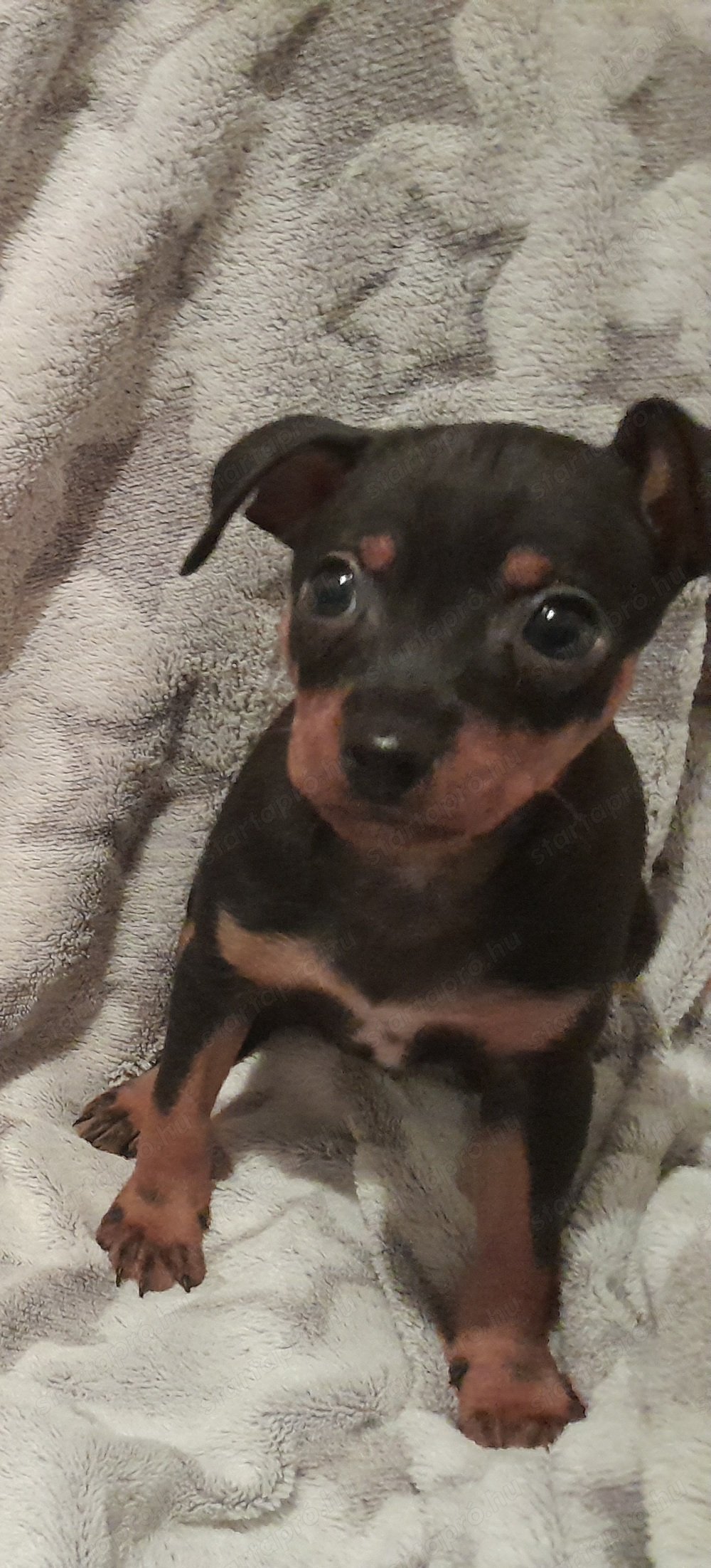 Eladó törpe pinscher, pincser