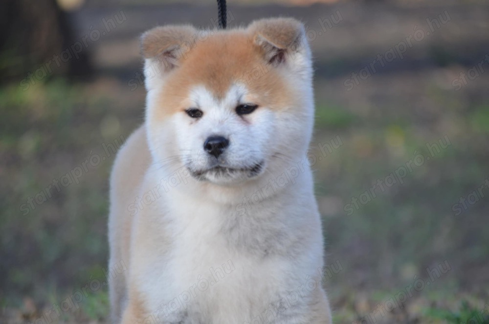 Törzskönyvezett akita inu kiskutyák