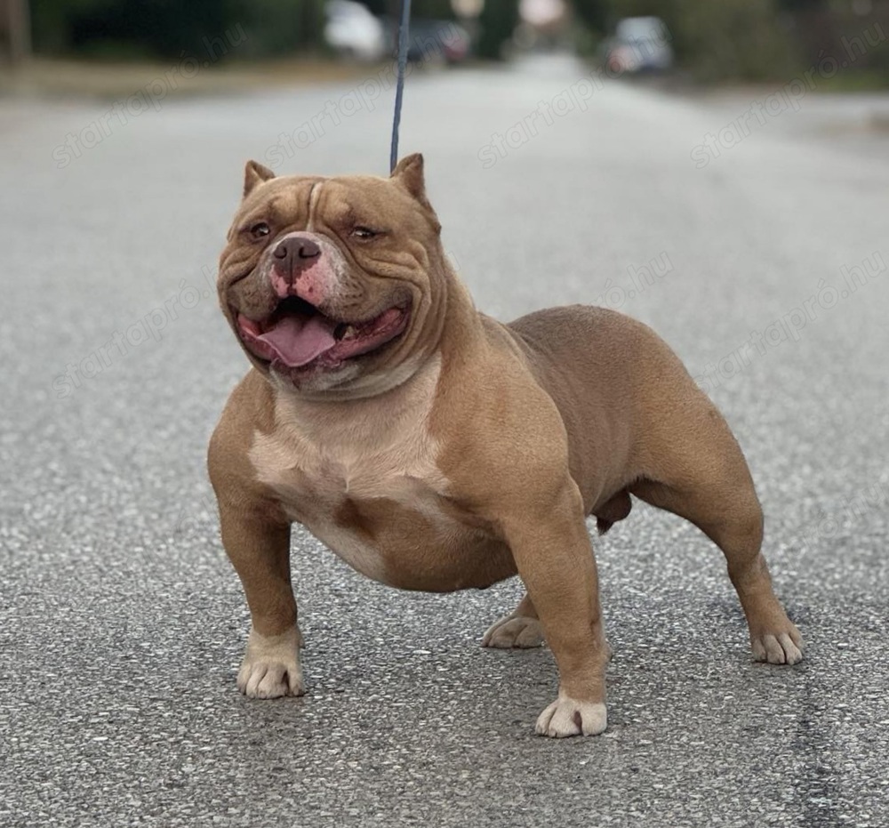 Kedvező áron eladó American bully micro kan!