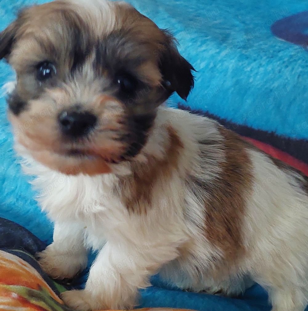 Bichon havanese a Balatonnál 