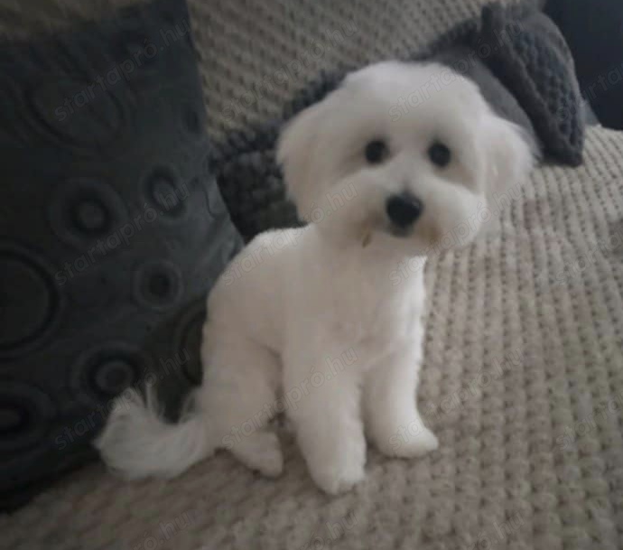 Bichon havanese 9 hónapos kan