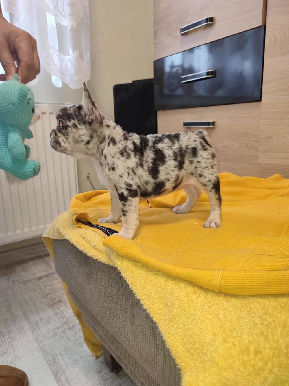 Francia bulldog, kék merle szuka 8 hetes.