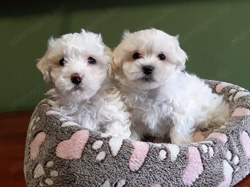 Gyönyörű bichon havanese eladó kiskutyák 