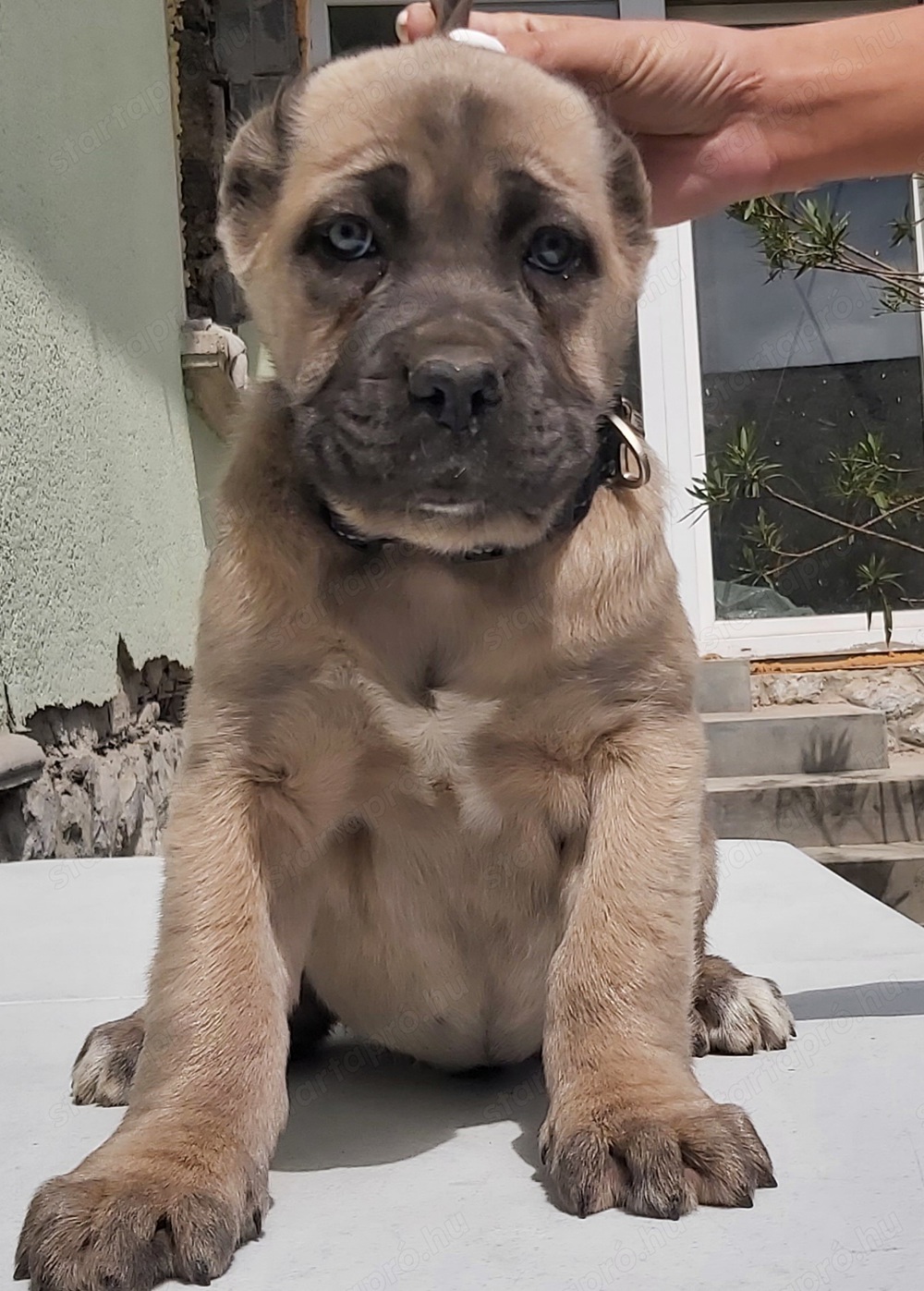 Cane corso formentino kiskutyák!