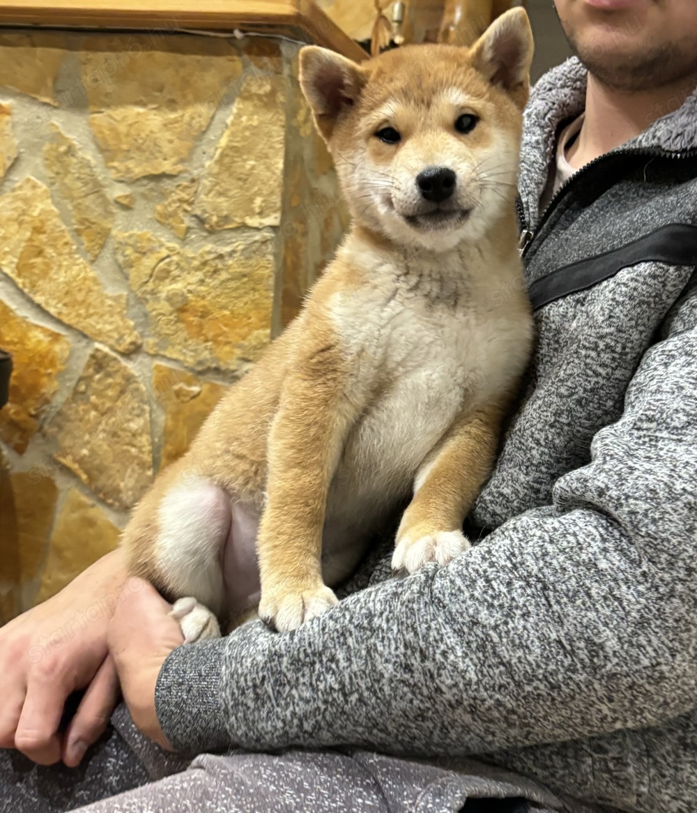 Gyönyörű Shiba inu kisfiú gazdiját várja 