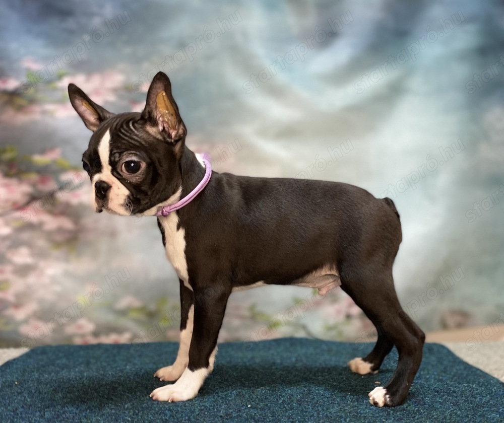 Boston terrier FCI törzskönyvvel. 