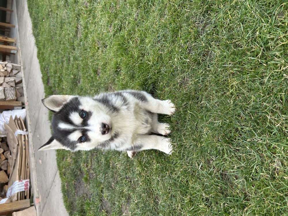 Szibériai husky kiskutya