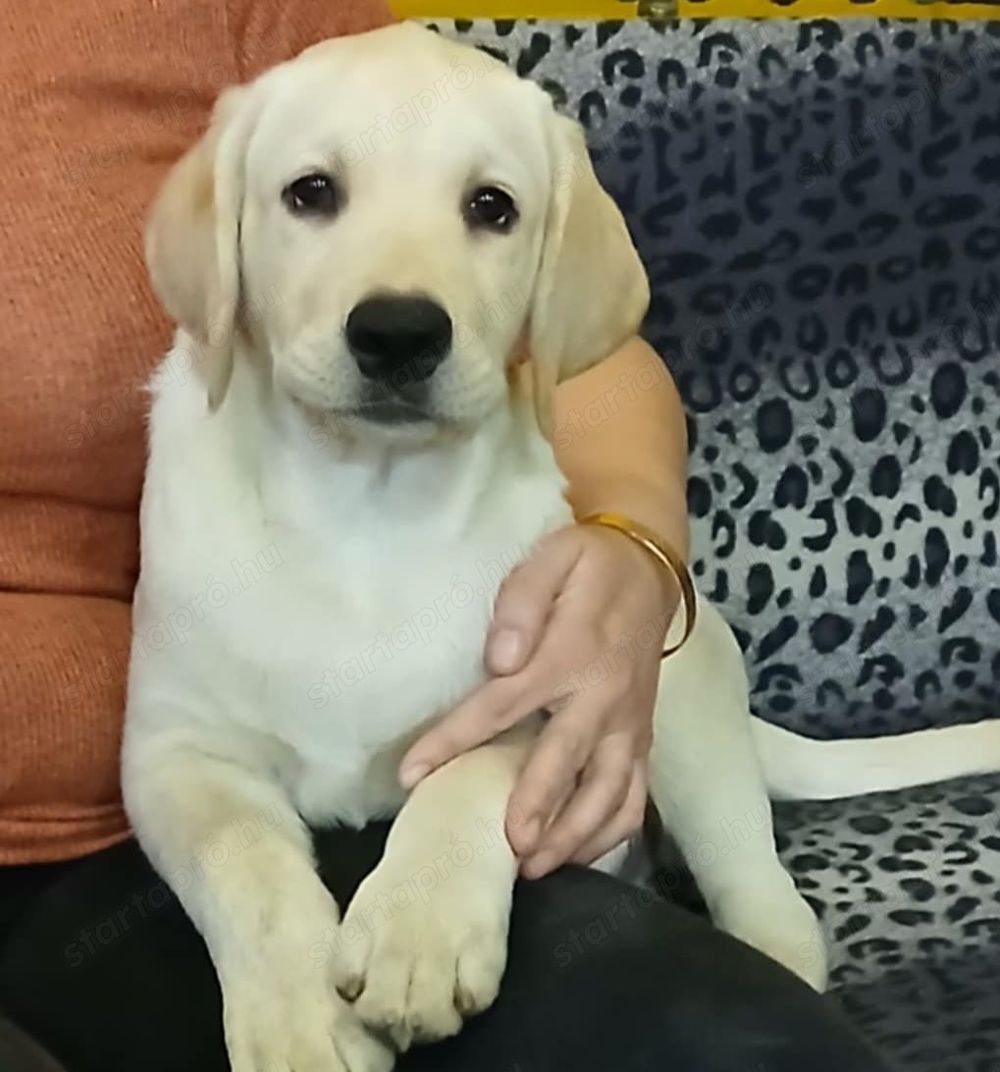 Minőségi Labrador Retriever Fiú