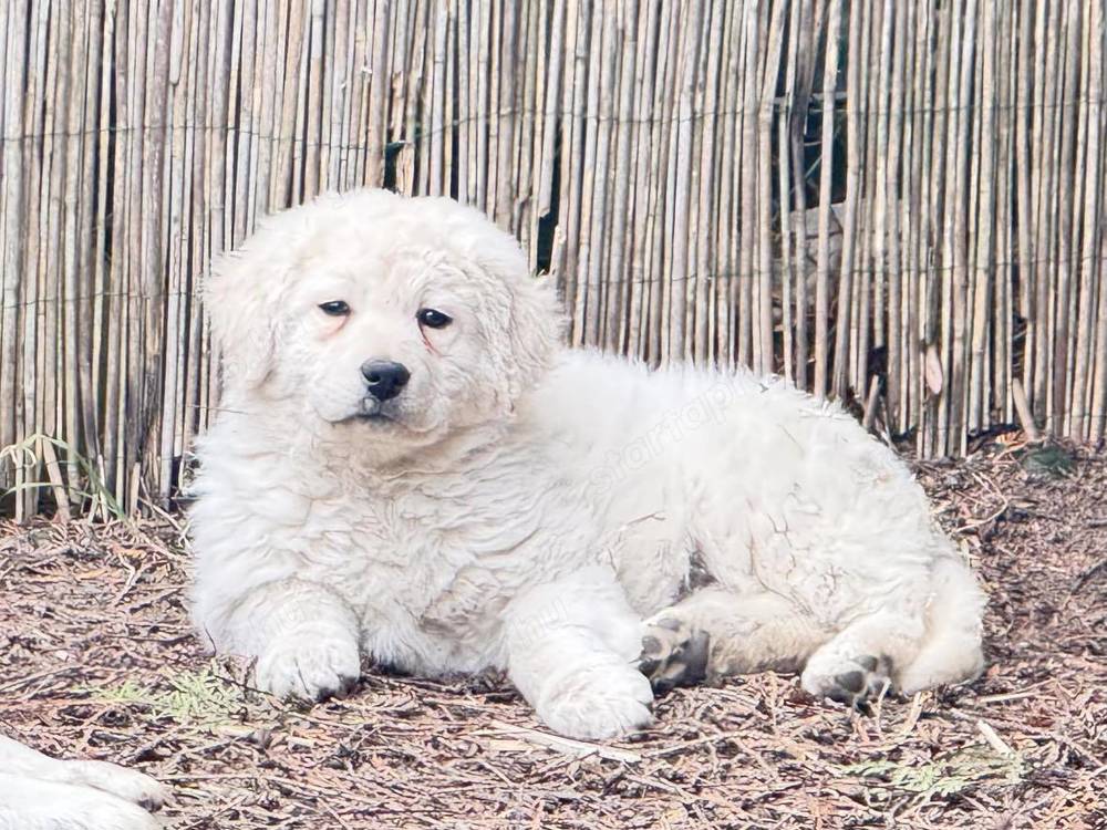 Kuvasz kiskutya