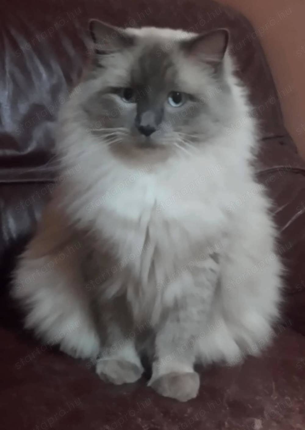 Márciusban születendő Ragdoll kiscicákra előjegyzést felveszünk!