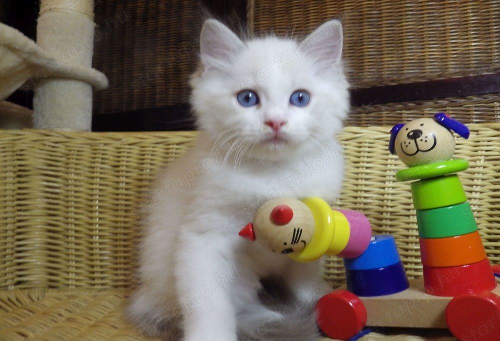 Idaho Ragdoll cica!  Seal Lynx Bicolor Boyl  