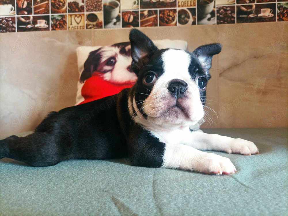 Törzskönyves boston terrier kisfiúk