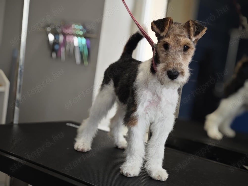 Drótszőrű Foxterrier kiskutya elérhető